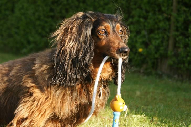 Gravhund Oliver ! <3 - Oliver og hans herlige sjippetov :b billede 7