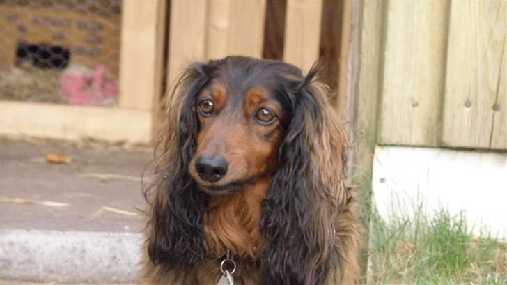 Gravhund Oliver ! <3 - wee.. d; billede 8