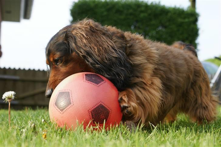 Gravhund Oliver ! <3 - oh year, han er farlig! Ö billede 9