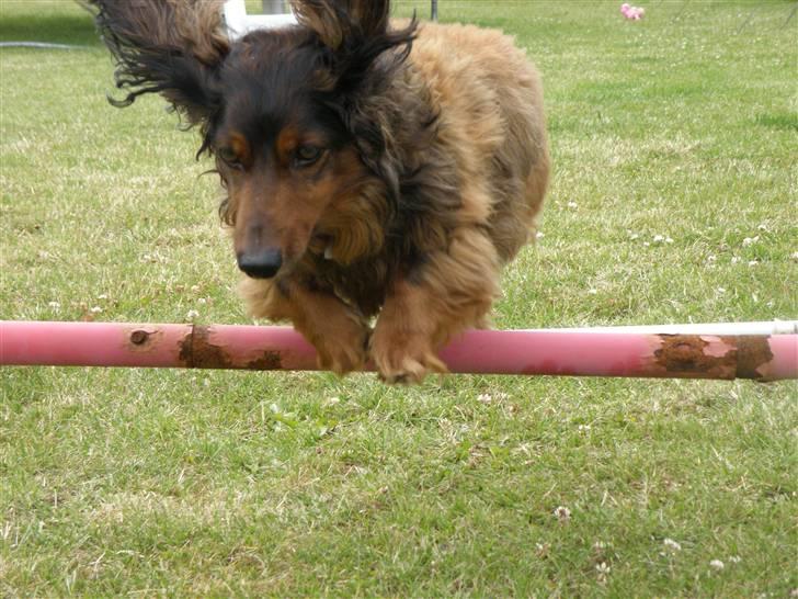 Gravhund Oliver ! <3 - så springer han lige 7 cm over sin ejen højde! o: billede 10