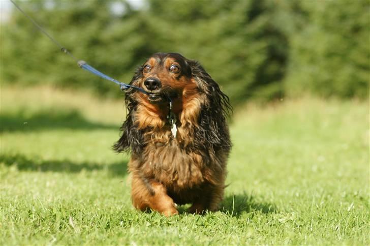 Gravhund Oliver ! <3 - Oliver går med sig selv :) billede 11