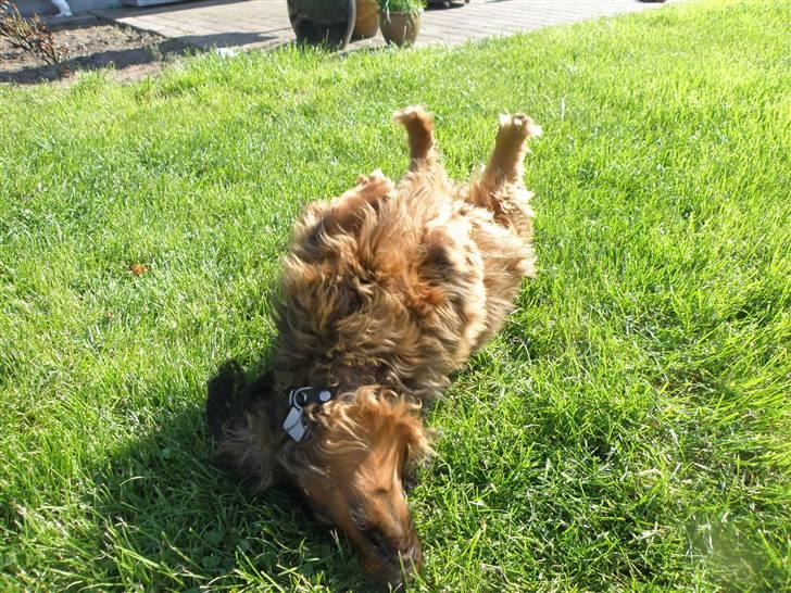 Gravhund Oliver ! <3 - uhh.. i love my life! (; billede 12