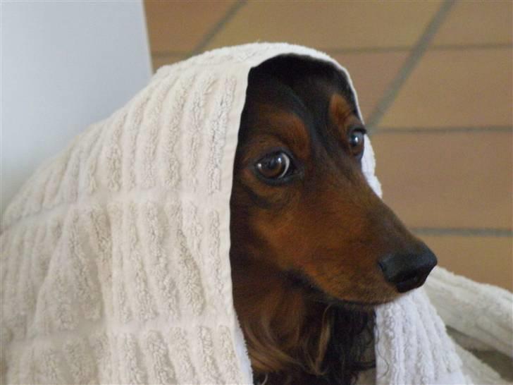 Gravhund Oliver ! <3 - Nonne eller noget? x) billede 13