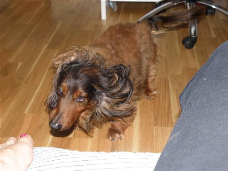 Gravhund Oliver ! <3 - MONSTER! o: billede 14