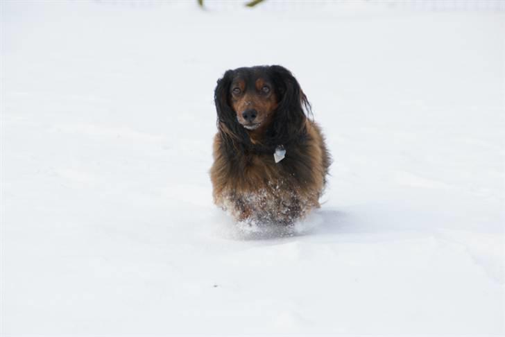 Gravhund Oliver ! <3 - Oliver i sneen d. 18/12-09 (: - Foto: Katrine Janum. billede 15