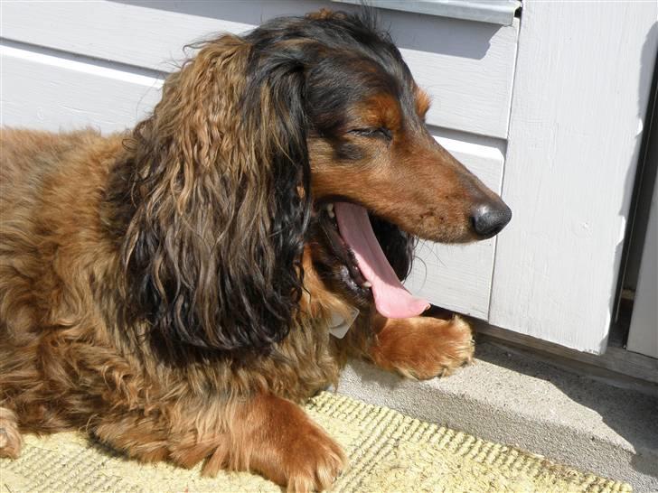 Gravhund Oliver ! <3 - *gaab* tjek lige hans store søde poter i: billede 16