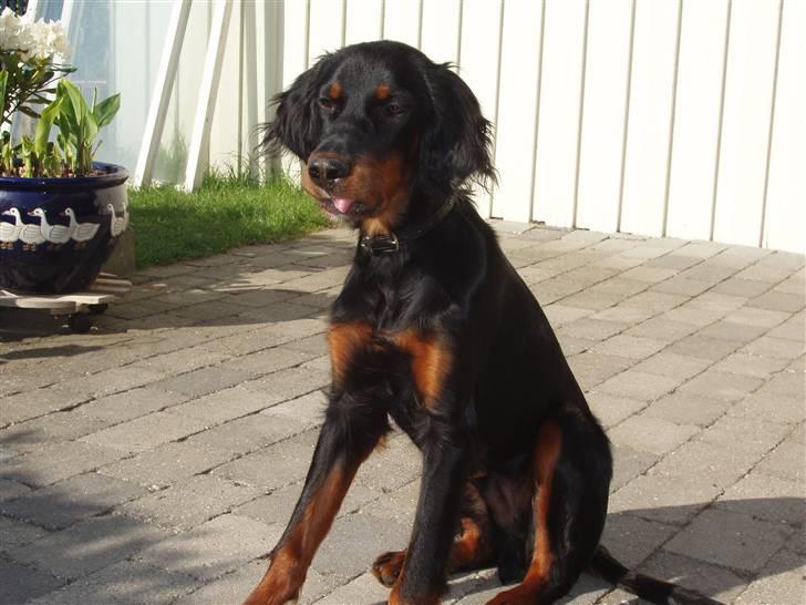 Gordon setter Wøkk´s Andi - Her er Andi i sine nye omgivelser " nyt billed ! " billede 3