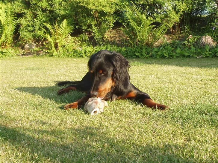 Gordon setter Wøkk´s Andi billede 4