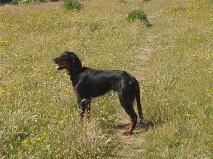 Gordon setter Wøkk´s Andi - Andi på marken billede 5