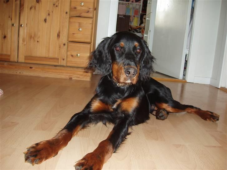Gordon setter Wøkk´s Andi - nu skal han vidst lige slappe af! billede 6