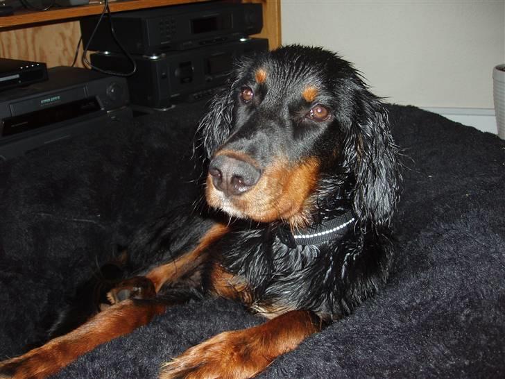 Gordon setter Wøkk´s Andi - Andi i hans sækkestol... :D billede 7