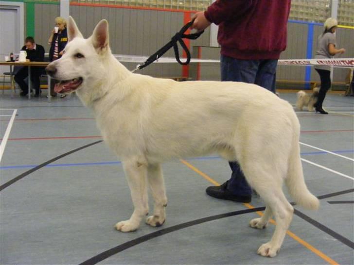 Hvid schæfer Alf billede 8