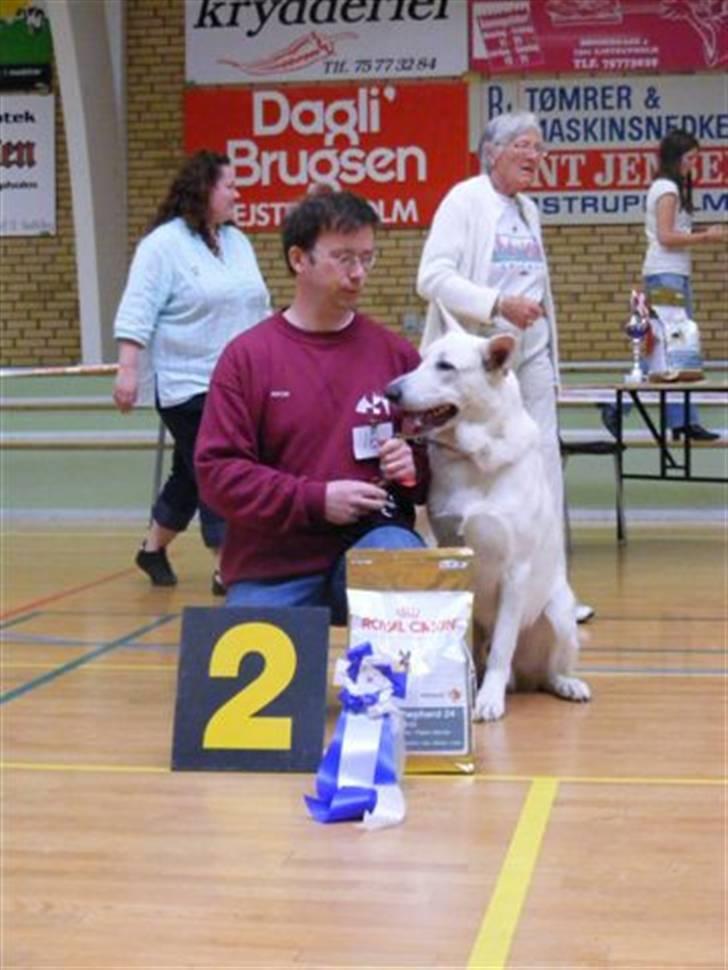 Hvid schæfer Alf billede 9