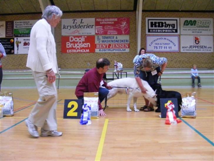 Hvid schæfer Alf billede 10