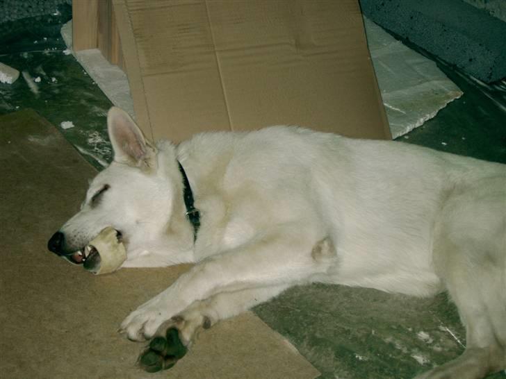 Hvid schæfer Alf billede 11