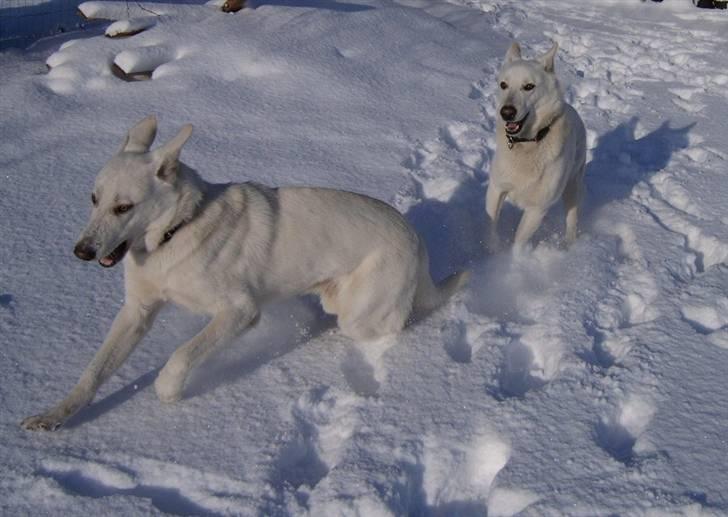 Hvid schæfer Alf billede 12