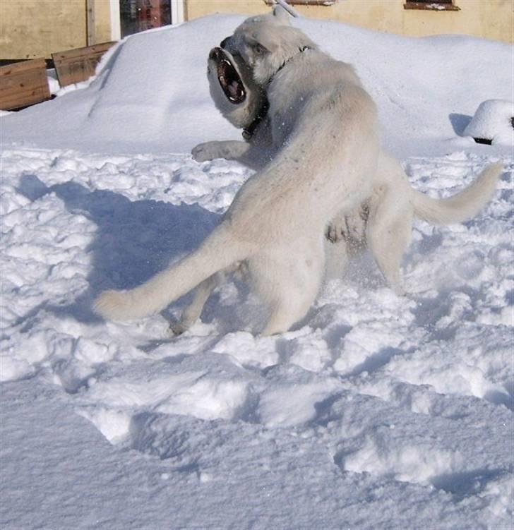 Hvid schæfer Alf billede 13