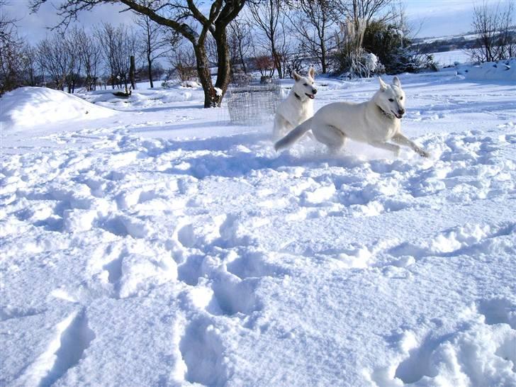 Hvid schæfer Alf billede 14