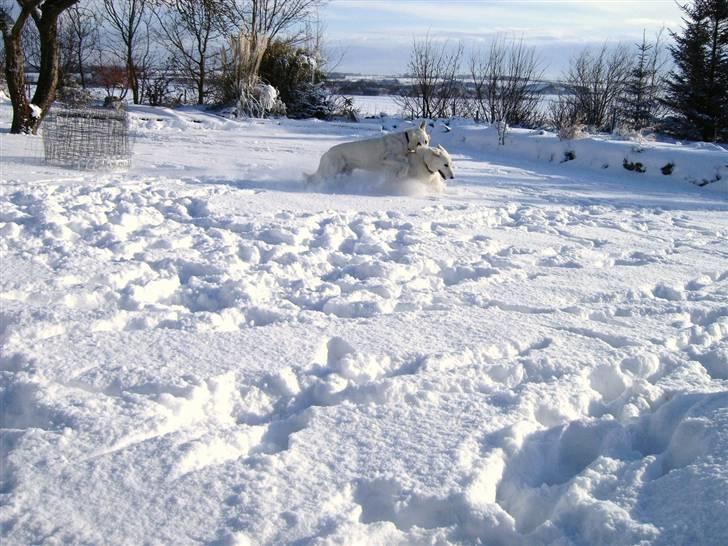Hvid schæfer Alf billede 15