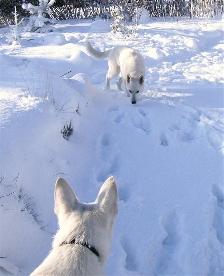 Hvid schæfer Alf billede 16