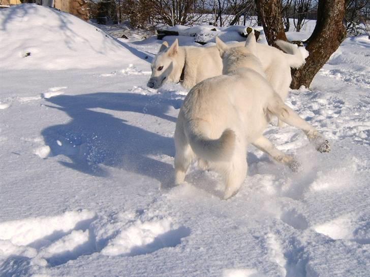 Hvid schæfer Alf billede 17