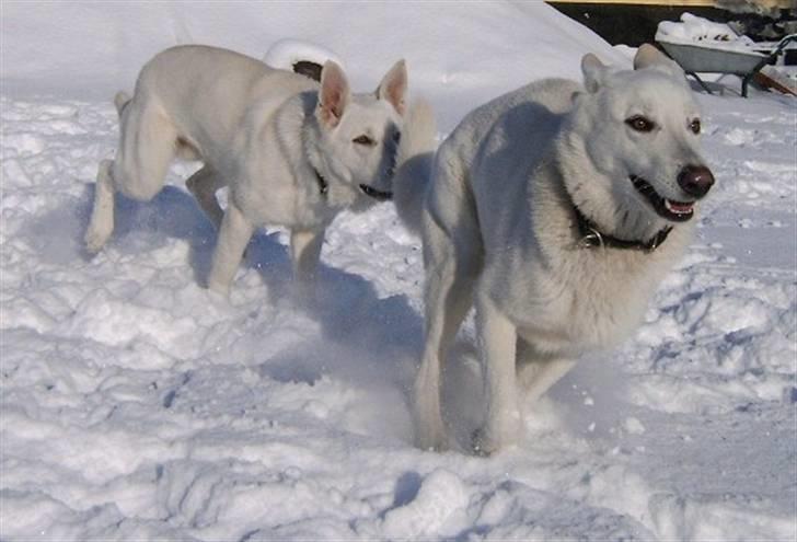 Hvid schæfer Alf billede 18