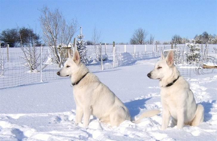 Hvid schæfer Alf billede 19