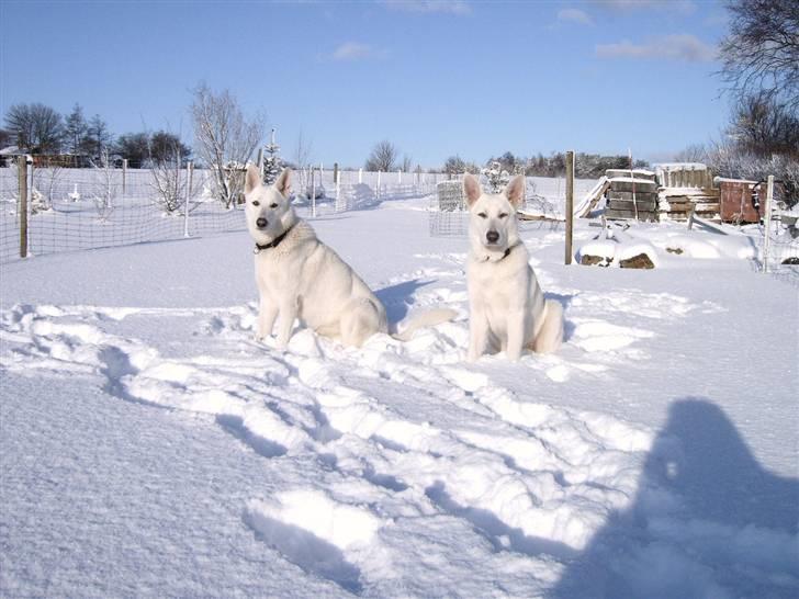 Hvid schæfer Alf billede 20