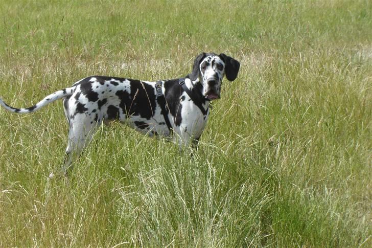 Grand danois Hektor billede 1