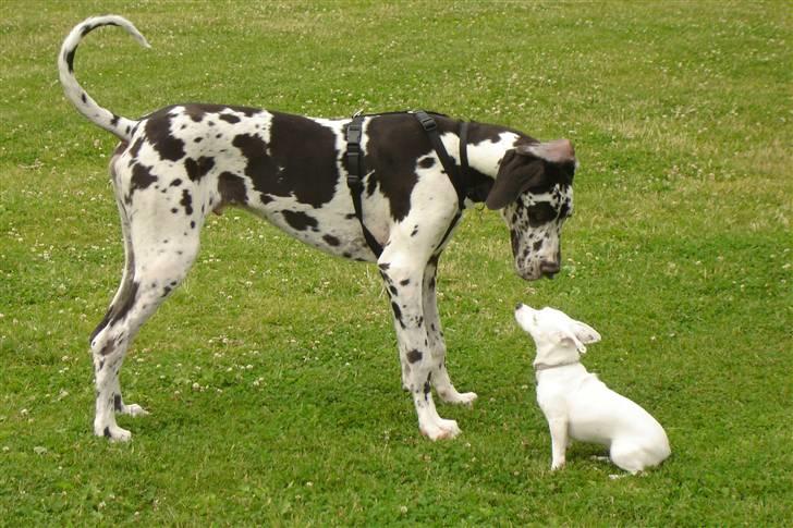 Grand danois Hektor billede 2