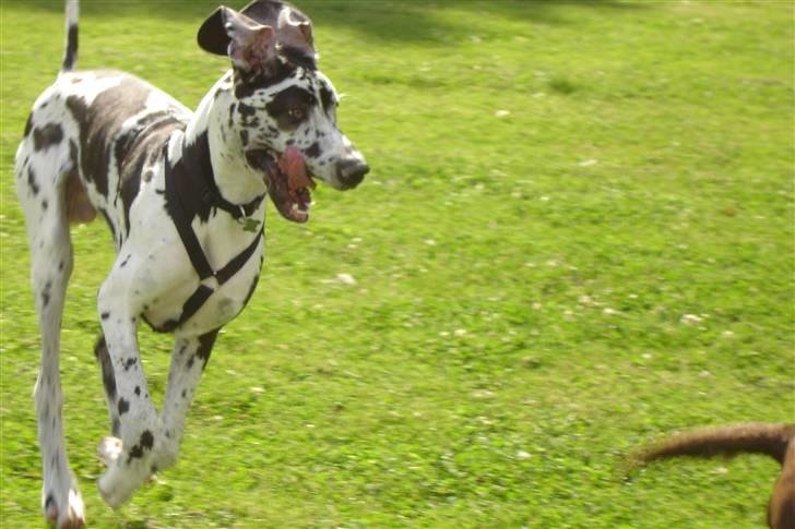 Grand danois Hektor billede 3