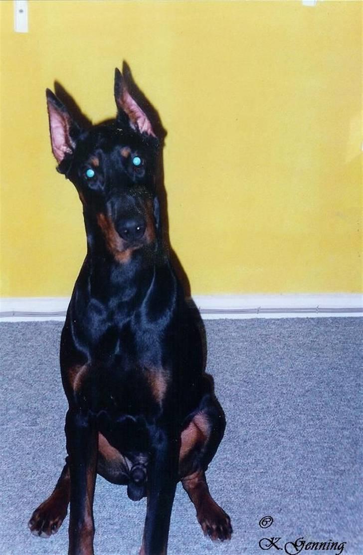Dobermann *Gennings Kaiser*  billede 1
