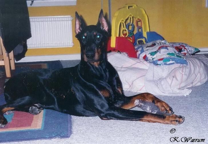Dobermann *Gennings Kaiser*  - Jeg har ikke set din flaske mor :o)) billede 2