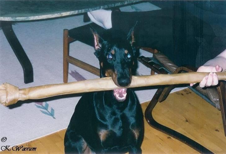 Dobermann *Gennings Kaiser*  - Mums lige hvad jeg ønskede mig i julegave..... billede 3