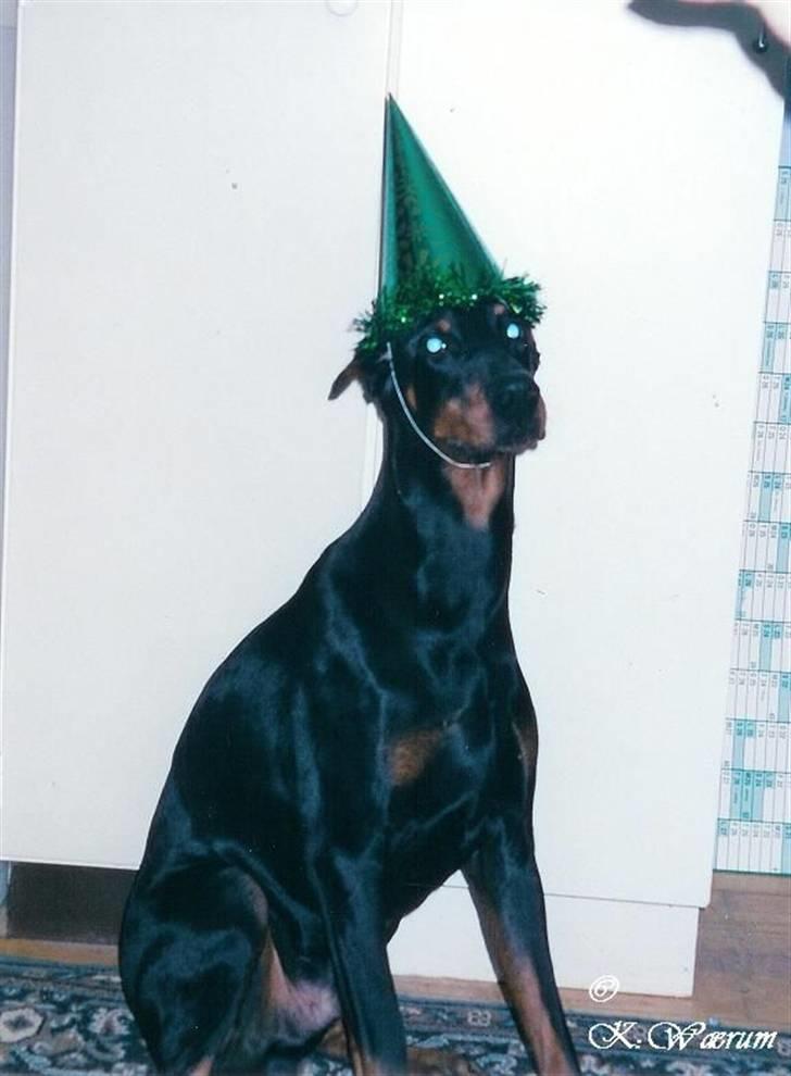Dobermann *Gennings Kaiser*  - EJJJJJJJ mor det er godt nok for pinligt!!!! billede 4