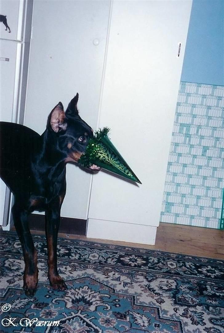 Dobermann *Gennings Kaiser*  - SÅÅ nu skal du os bare DØ hat!!! billede 5