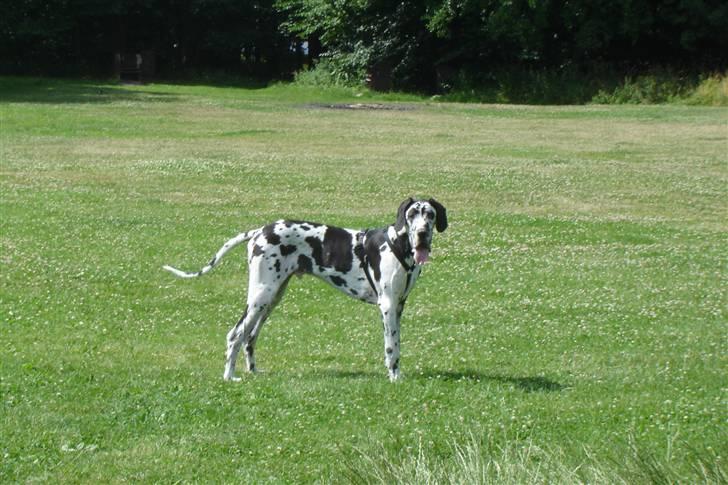 Grand danois Hektor billede 4