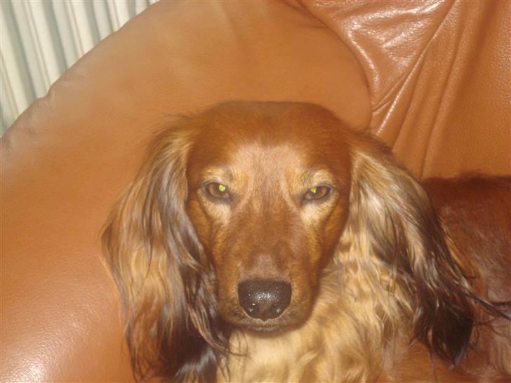 Gravhund Basse - velkommen alle sammen  til min lille side billede 1