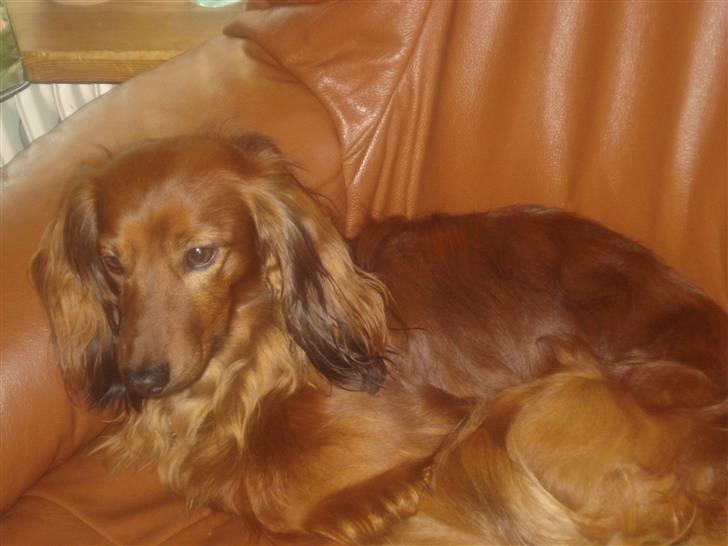 Gravhund Basse billede 2