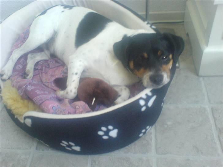 Dansk svensk gaardhund bassil billede 1