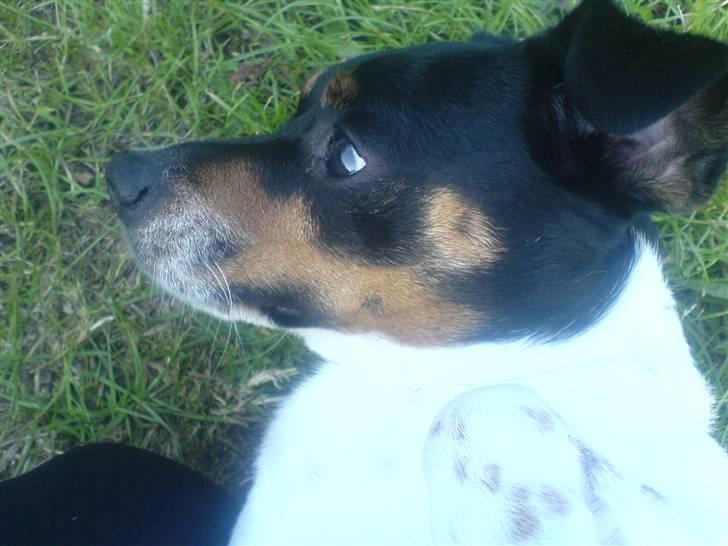 Dansk svensk gaardhund bassil billede 2