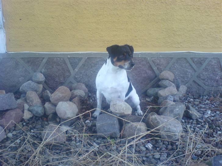 Dansk svensk gaardhund bassil billede 3