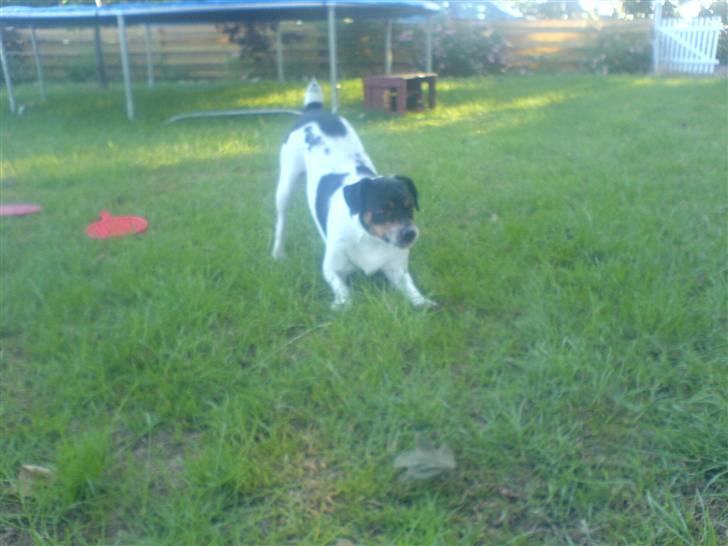 Dansk svensk gaardhund bassil billede 4