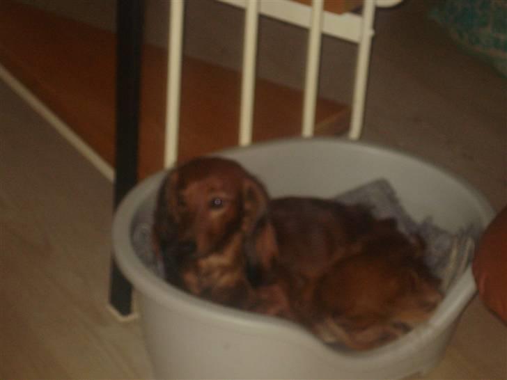 Gravhund Basse billede 3