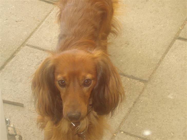 Gravhund Basse - hallo er der nogen?? billede 4