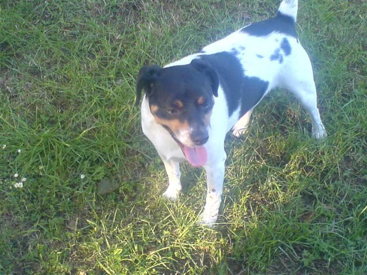 Dansk svensk gaardhund bassil billede 5