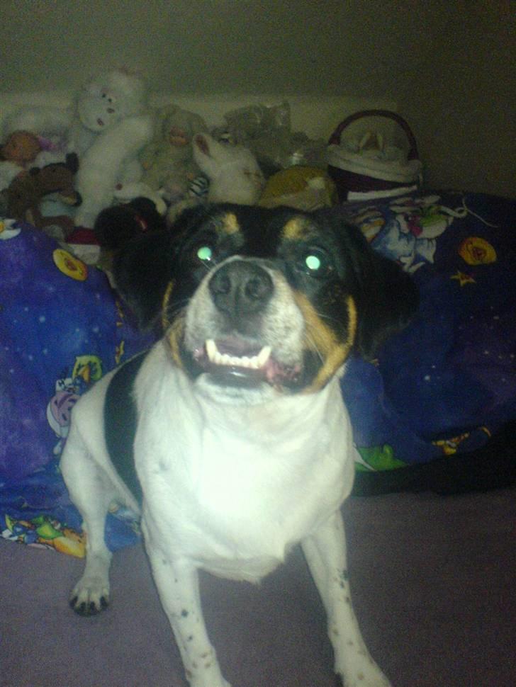 Dansk svensk gaardhund bassil billede 6