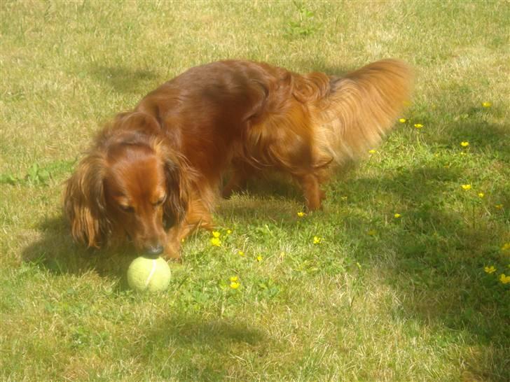 Gravhund Basse - kom nu skub til bolden bare lidt Plece gør det  nu!! billede 5