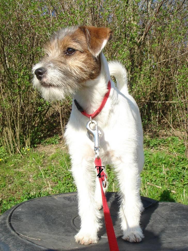 Parson russell terrier » Haldumlunds † Cassi † « billede 20