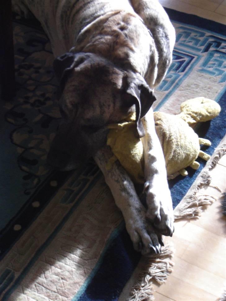 Grand danois Mishka - død juni 2008 billede 1